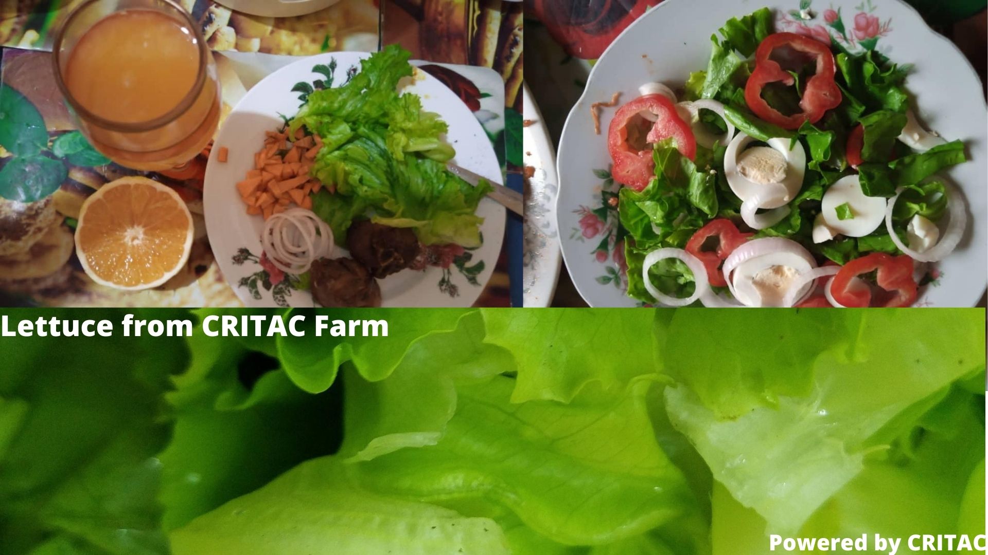  FRESH LETTUCE FROM CRITAC; HOW A CONSUMER FEEL