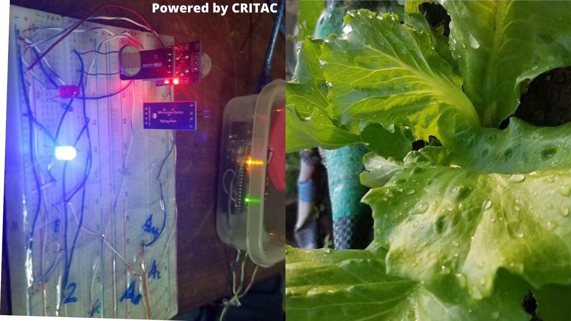CRITAC: The Plants and mother Earth talk to us. Data Science, AI