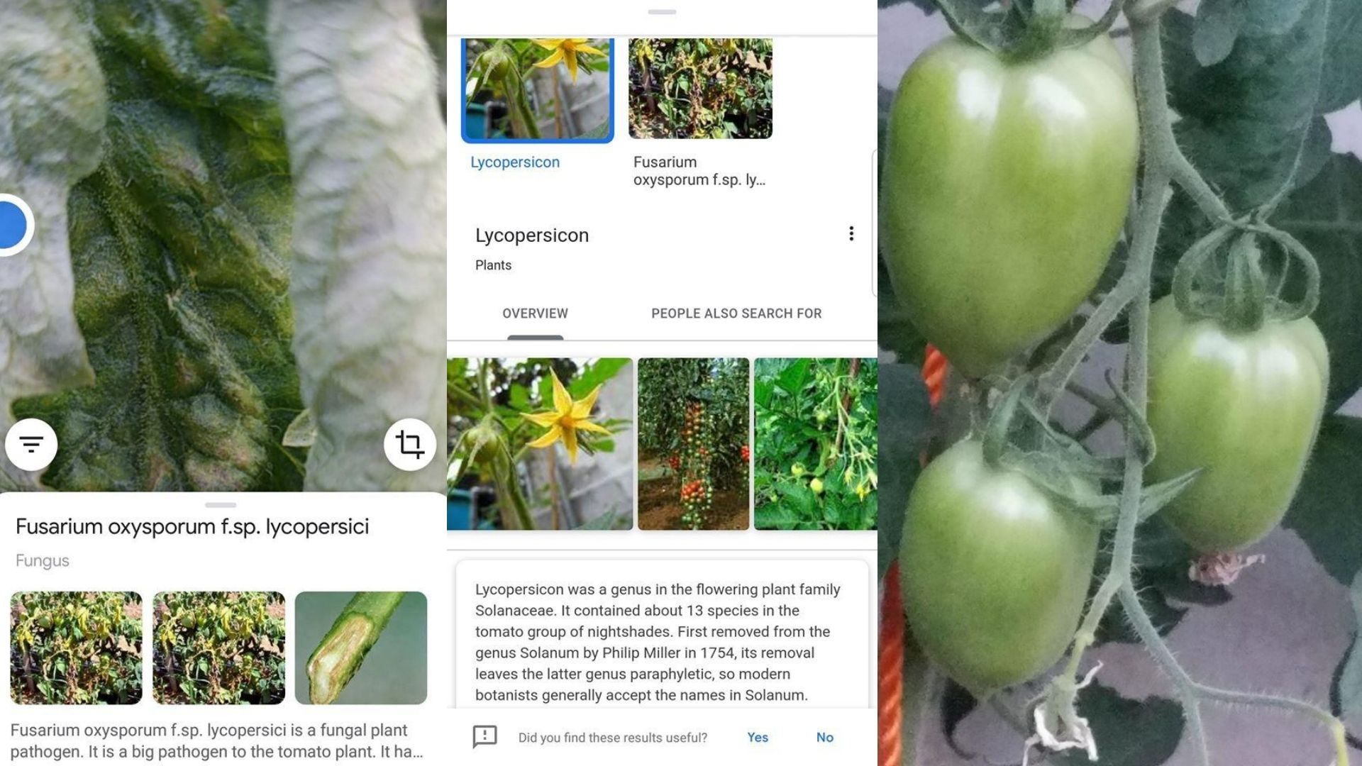 CRITAC FARMS : Engaging Artificial Intelligence & Computers