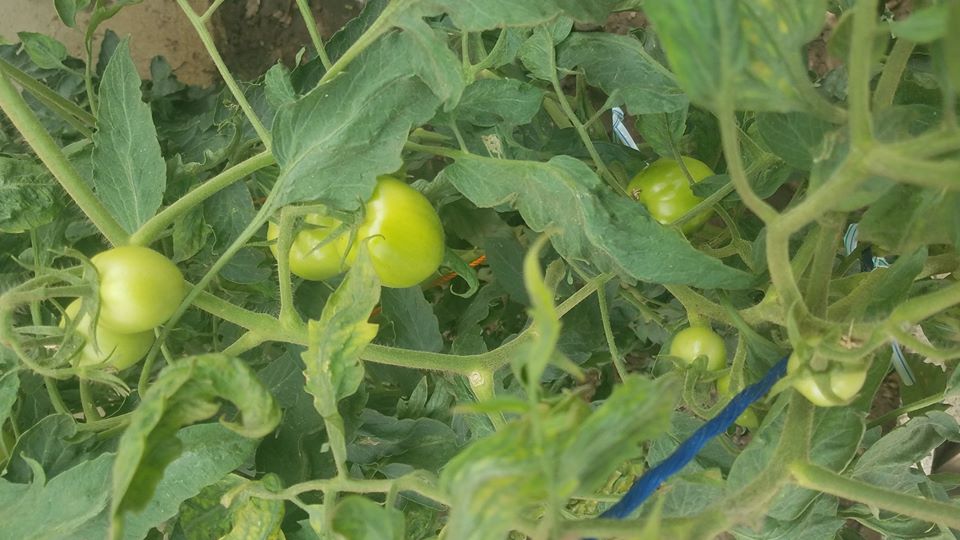CRITAC IoT Edge Computing in Agriculture